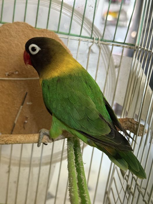 Самец готовый неразлучник маска