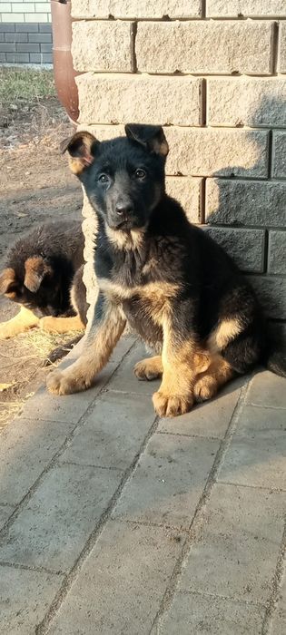 Чистокровные щенки немецкой овчарки подрошенные