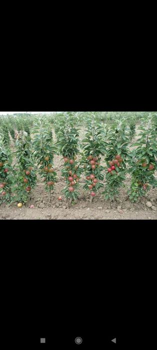 Daraxt mevali daraxtlar shakil  12 -yillik bogbon