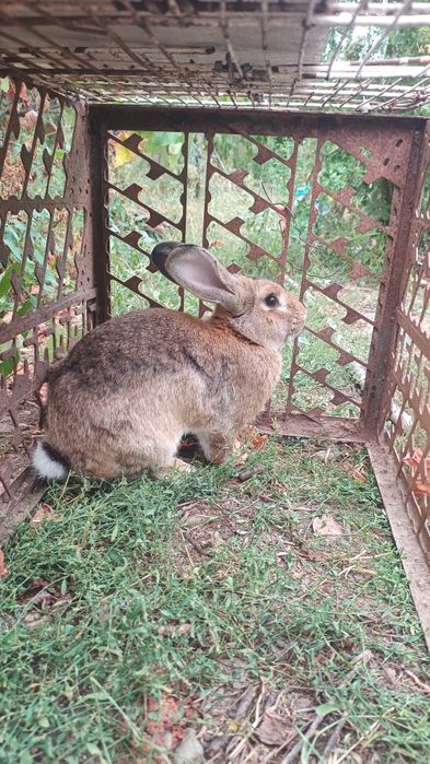 Vând iepure crescut natural