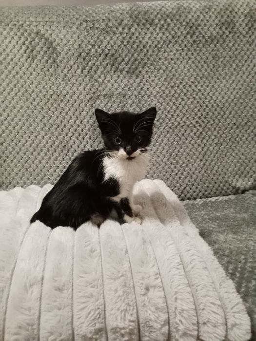 Подарявам мъжко коте