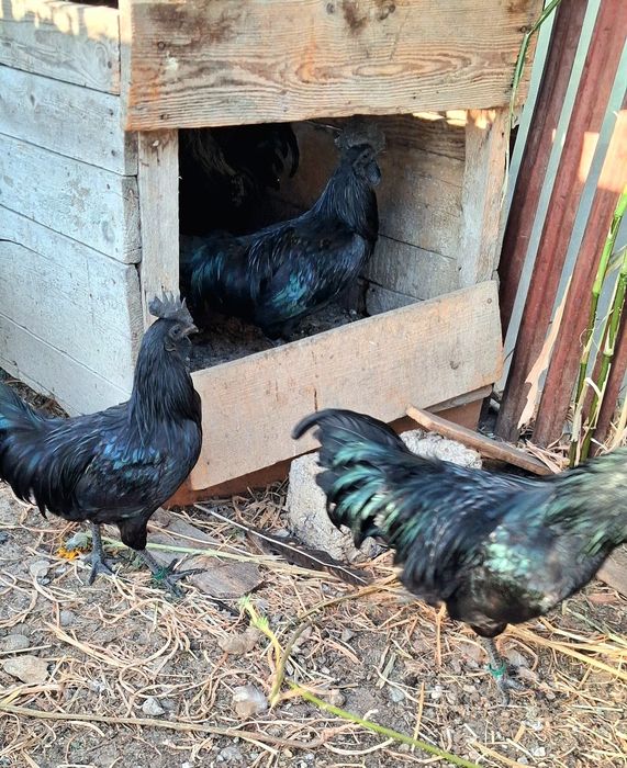 Cocosei Ayam Cemani