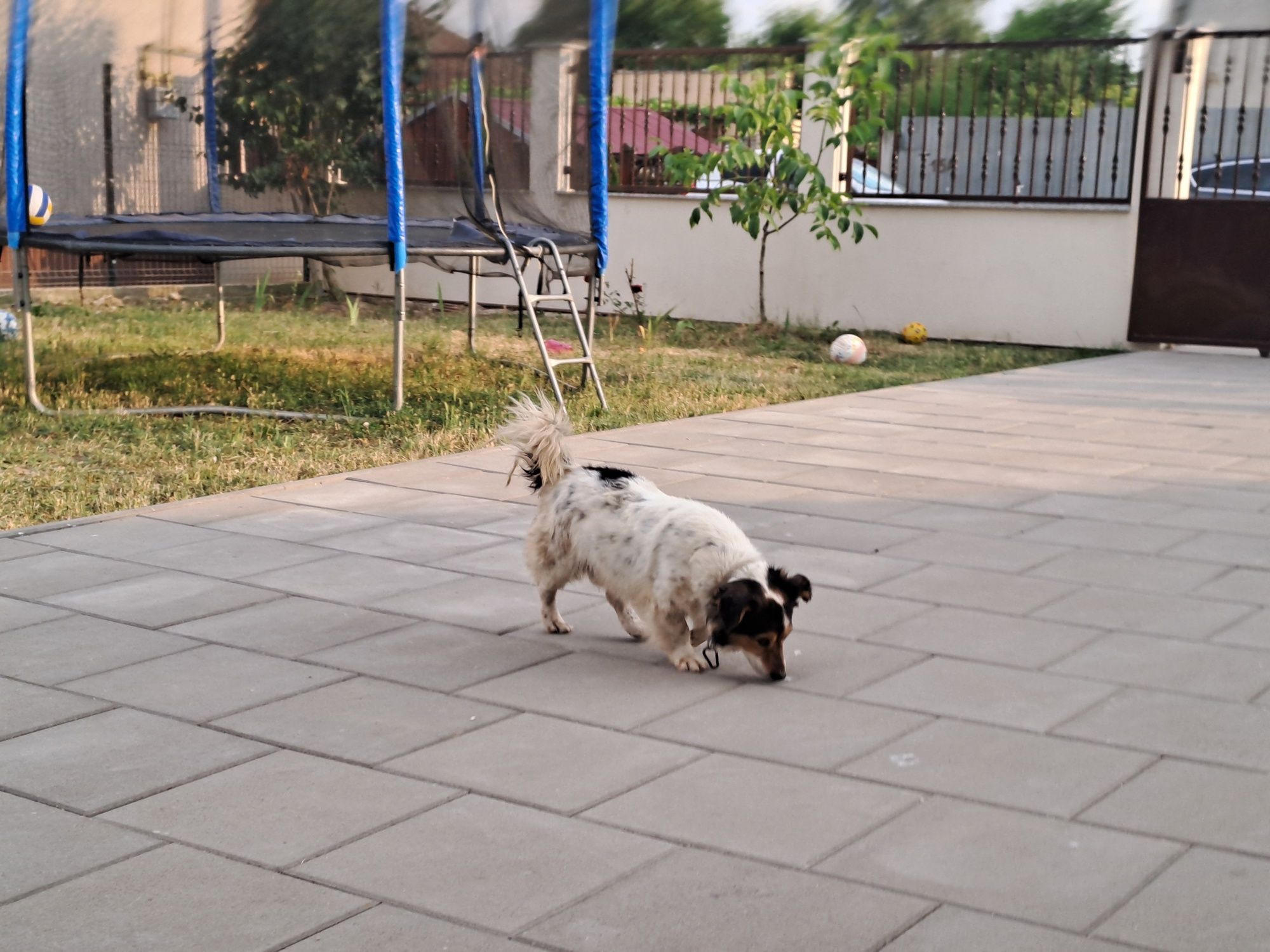 Donez câine de curte, talie medie, bun de pază