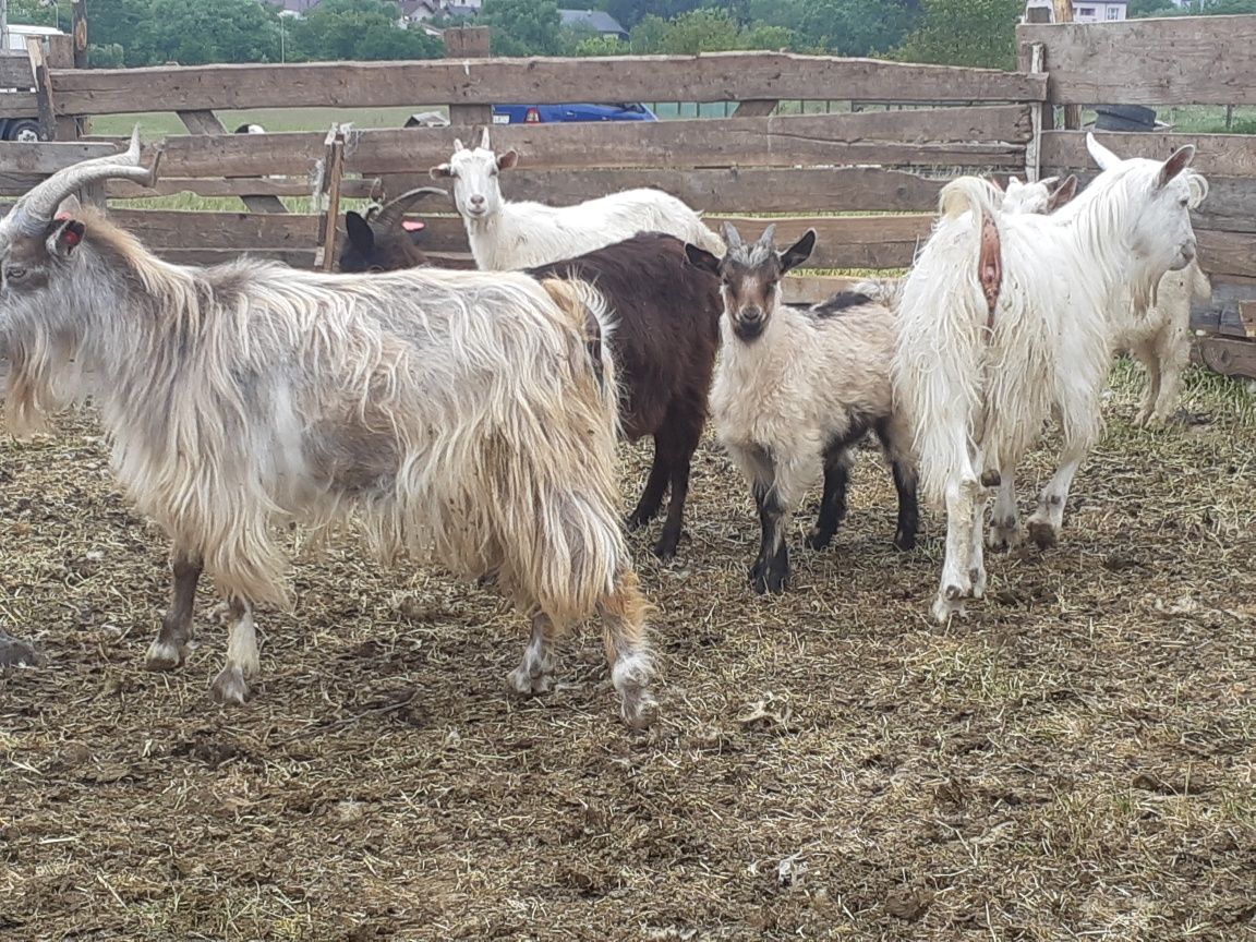 Vand țapi tineri buni de tinut