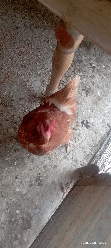 Продам курей несушек