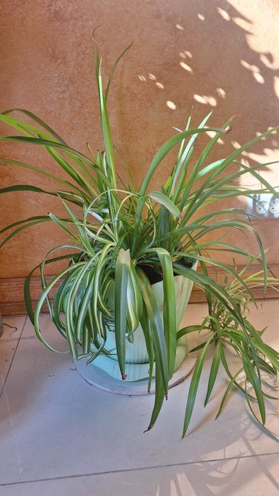 Шикарный хлорофитум