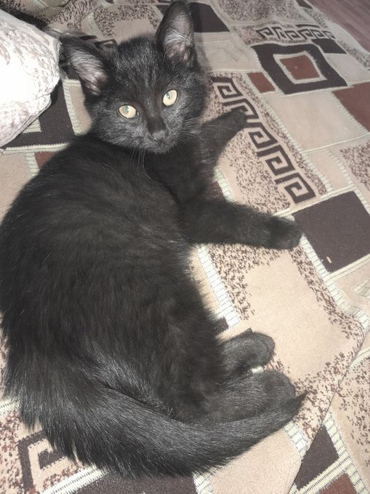 Отдам в добрые руки