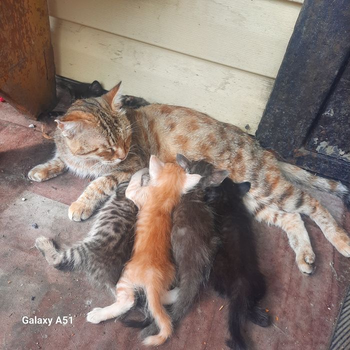 Отдам котят , возраст 1 месяц