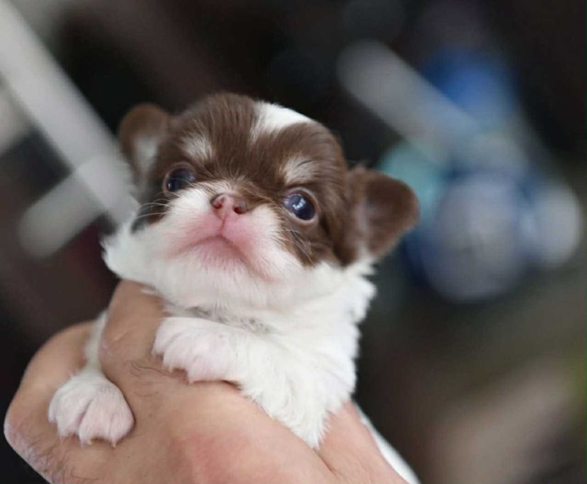 Мъжко дългокосместо мини чихуахуа