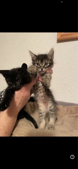 ofer spre adoptie 3 motanii