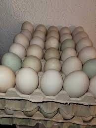 Vand oua de rata Pekin , am si 5 rate de vandut