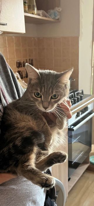 Кошечка ищет дом