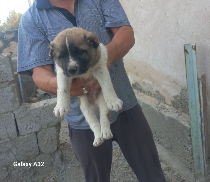 тоза туркман Алабай сотилади