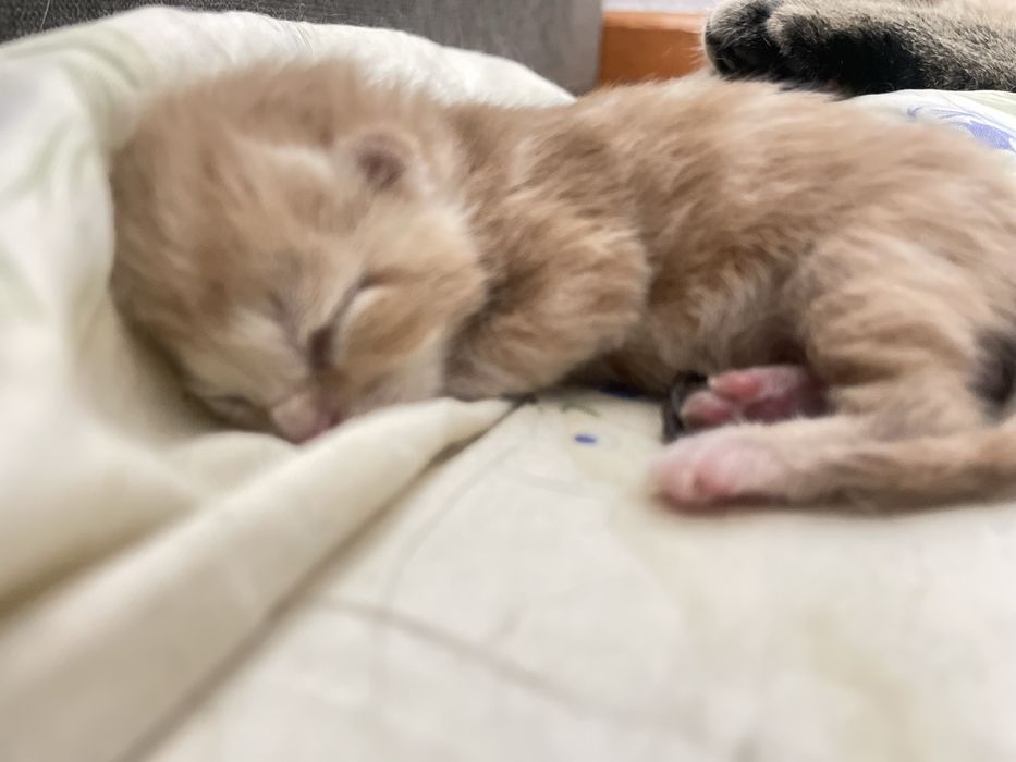 Котята породистые готовим к продажи родились 3 го ноября