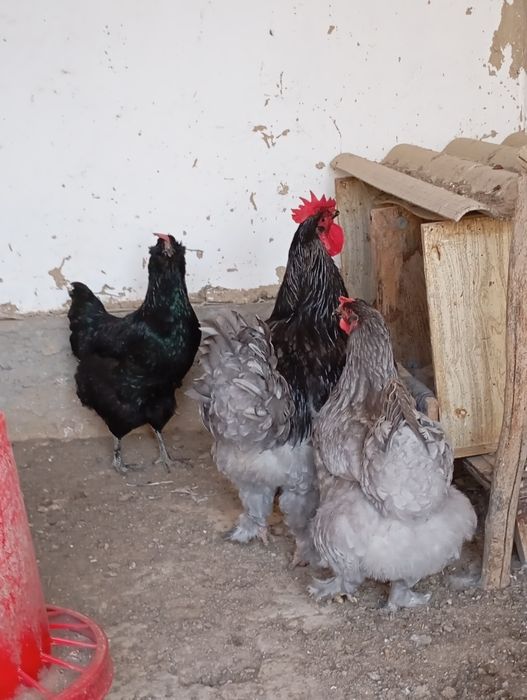 Брама хуроз ва товуги