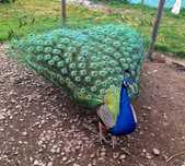 Pene minunate de paun