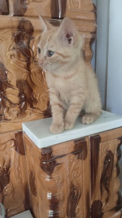 Pisicuțe pentru adopții