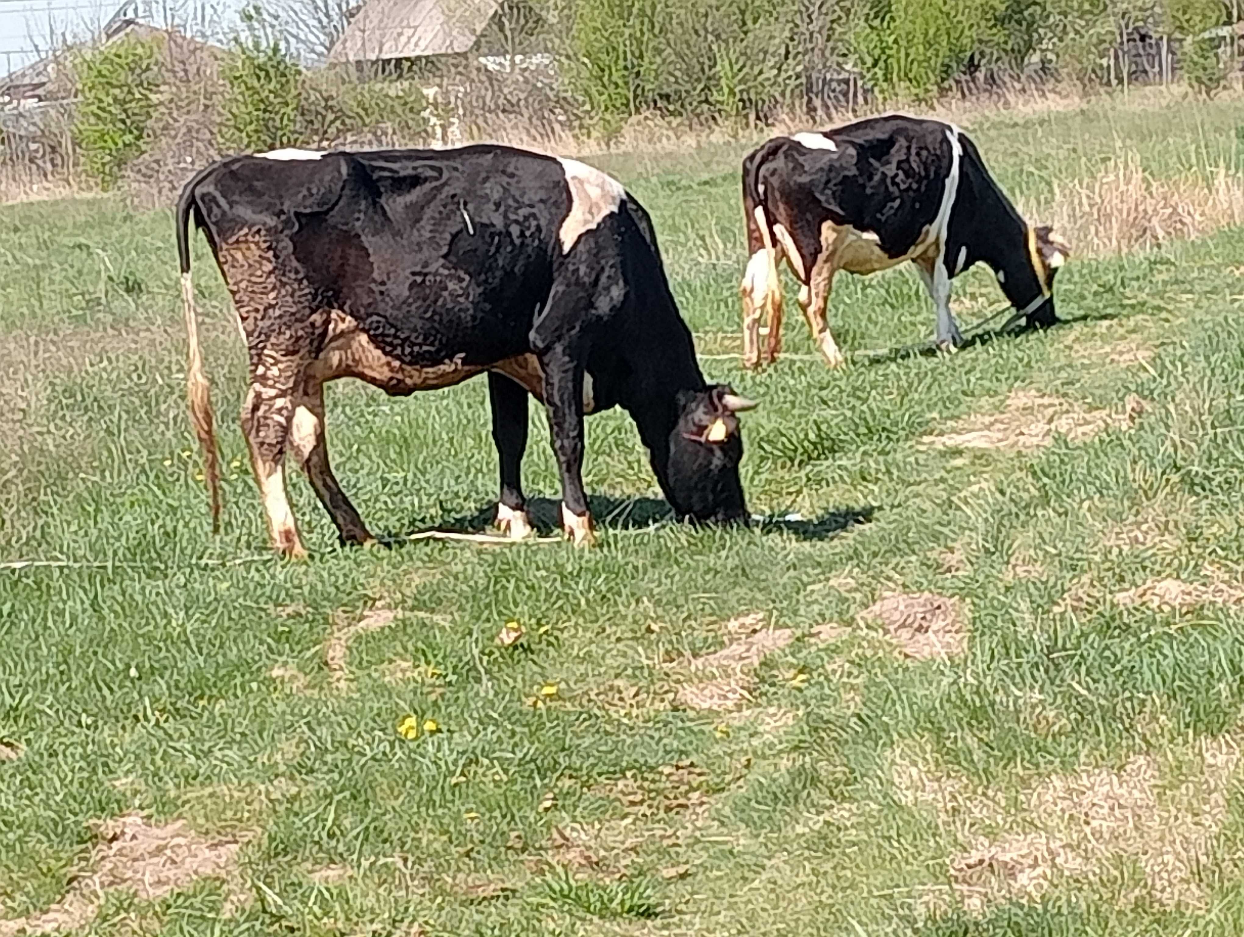 Animale vând vaca