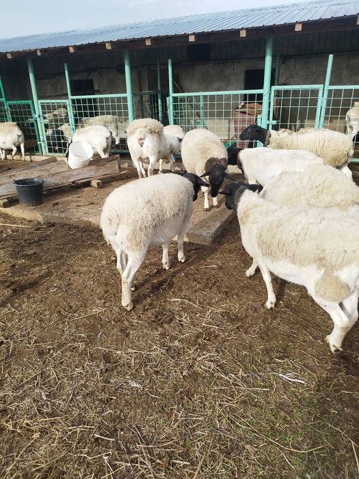 Vând 10 oi dorper
