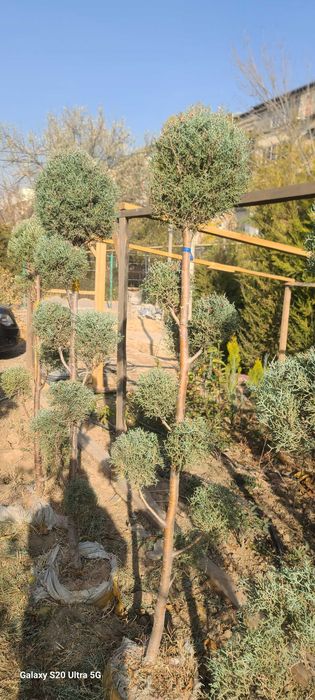 Голубой кипарис арчалар сотилади