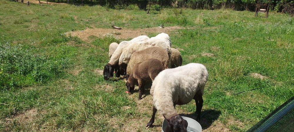 De vânzare carabasă sarbească, patru oi+berbec!