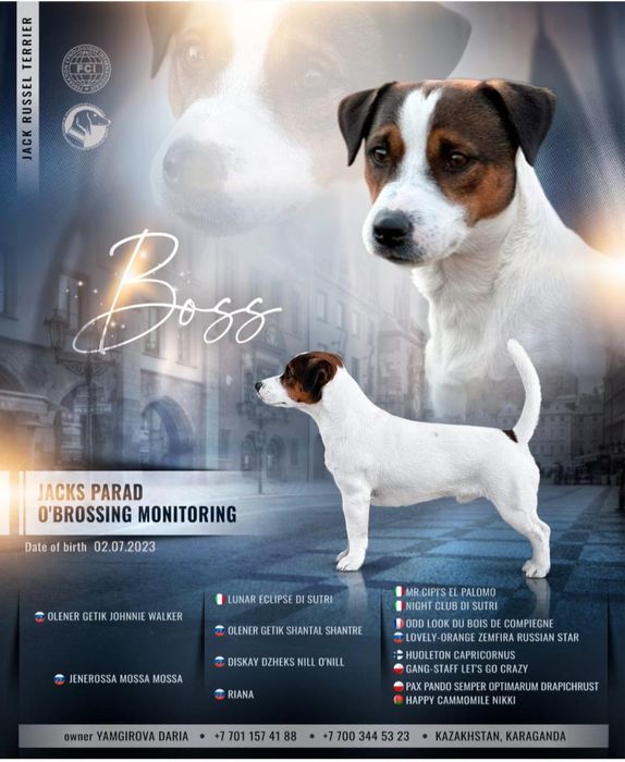 Щенки джек рассел терьер