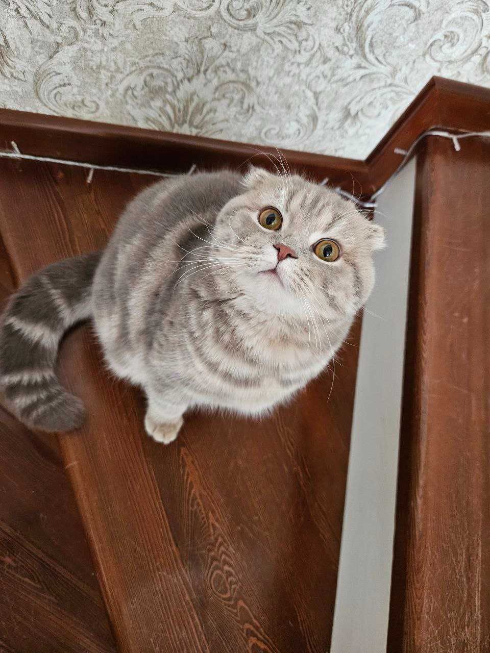 Noyob rangli, toza zotli  Scottish fold mushugi sotuvda!
