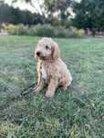 Mascul Goldendoodle cu pasaport si microcip