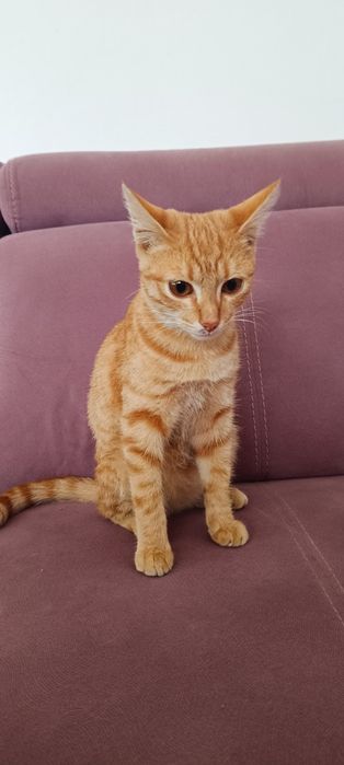 Котенок ему 6 месецов