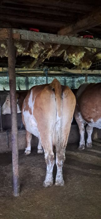 Vand vaca gestanta in 7 luni