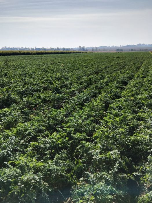 Sabzi sotiladi kelishilgan narxda