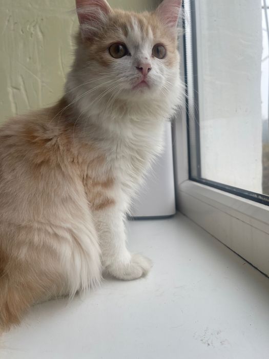 Ищу котятам заботливую семью