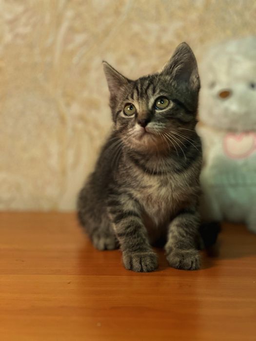 Котенка в хорошие руки