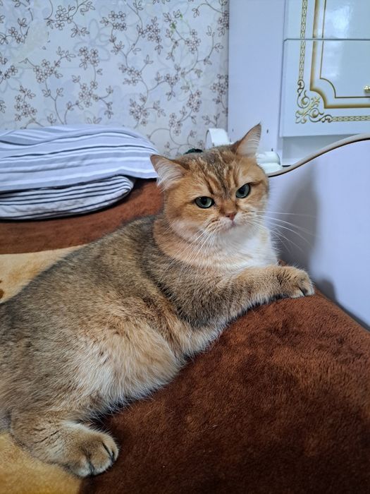 Продам кошку в хорошые руки порода шиншила