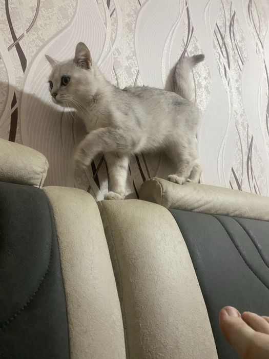 Шотландская шиншилла