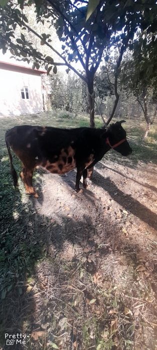 Bugoz sigir 4 bolasi qornidagi 7 oylik