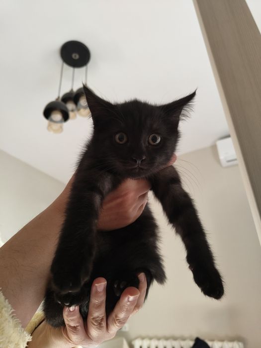 Котенок черный в добрые руки