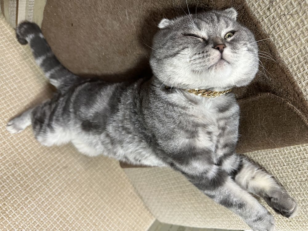 Вислоухий Кот Вязка скотиш фолд scottish fold