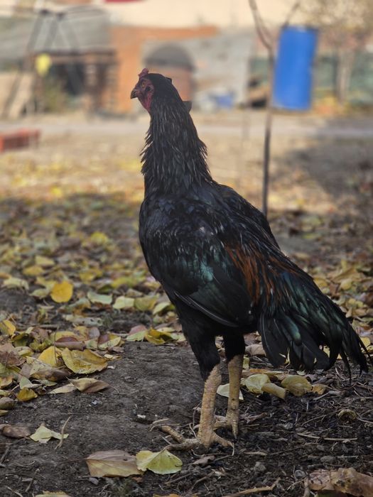 Dakan Mart Toza Chempion bolasi