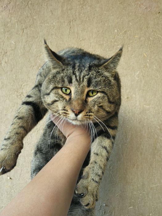 MUSHUK Juda oĝir va yoqim toy