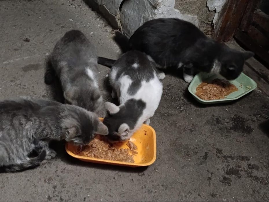 Очароватильные котята в поисках любящих хозяев!