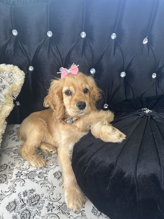 Cocker Spaniel – 2 luni, 2 vaccinuri, 2 deparazitări
