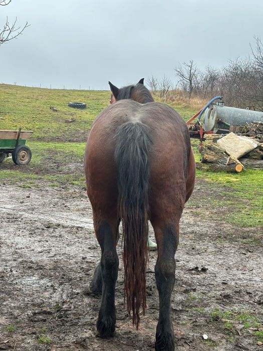 Vănd mânză de doi ani jumate