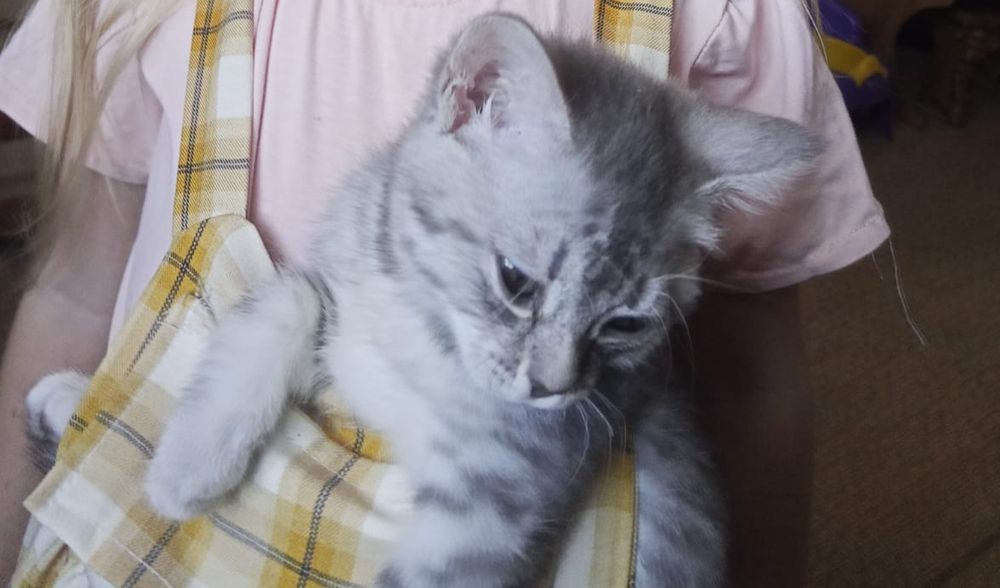 Срочно отдам котенка девочка умная от британской мымы