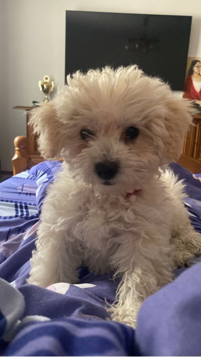 Vand catel bichon- mascul