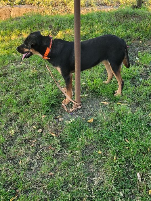 Cățeaua de vânătoare