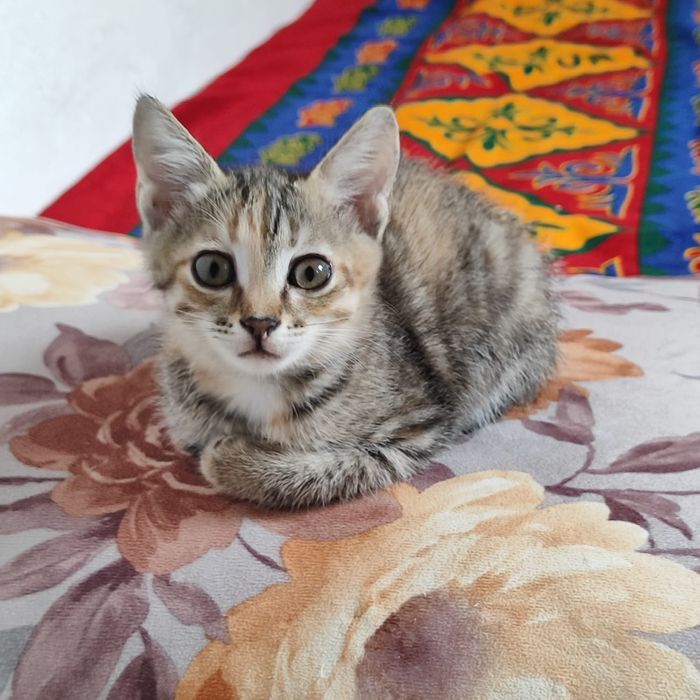 Отдам котенка бауырластар 2