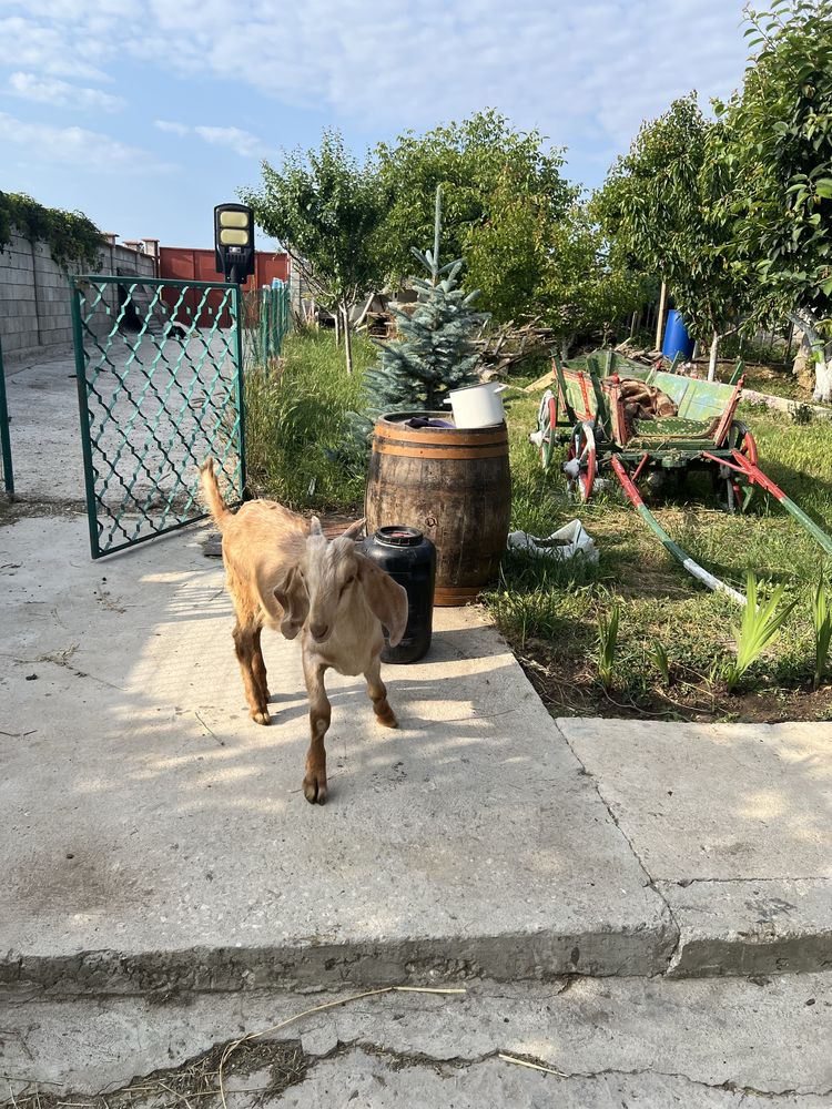 Продавам мъжки ярета