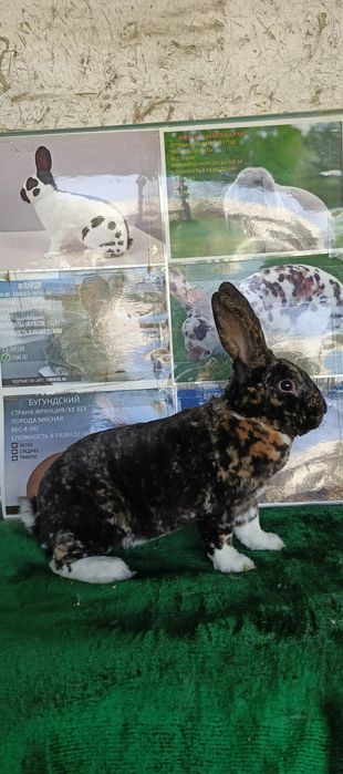 Рекс гапрад зот куёнлар