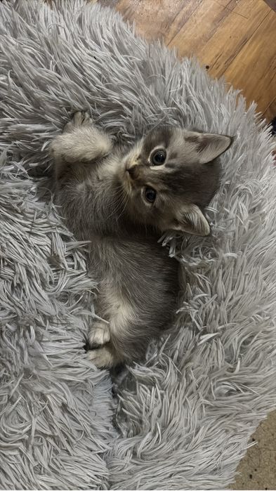 Котята ищут своего хозяина